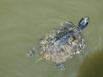 High angle view of turtle swimming in lake