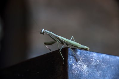 Close-up of damselfly perching on leaf