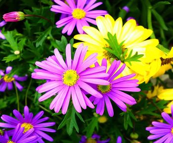 Close-up of purple flowers