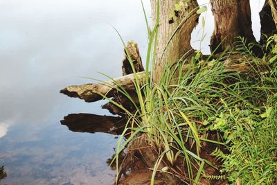 Close-up of grass by lake against sky