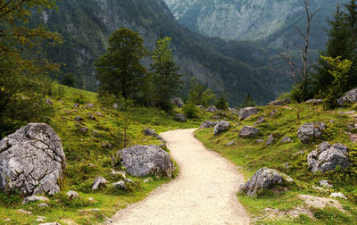 Scenic view of stream amidst trees and rocks