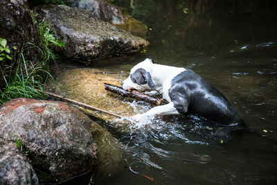 View of dog drinking water from rock