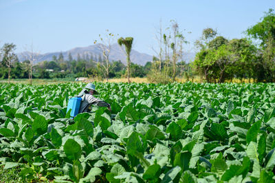 Farmer working in field