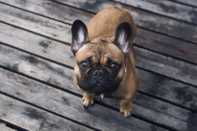 Portrait of dog on wooden floor