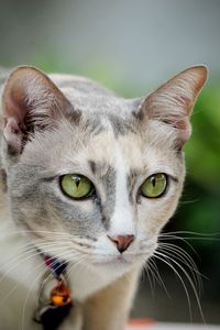 Close-up portrait of a cat