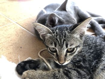 Close-up portrait of a cat