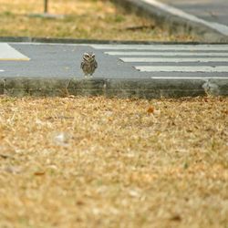 High angle view of bird on road
