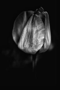 Close-up of tulip