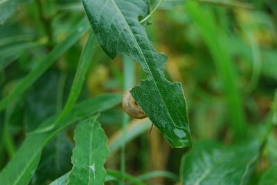 Close-up of green leaf on plant