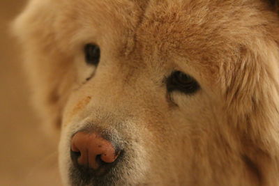 Close-up of a dog looking away