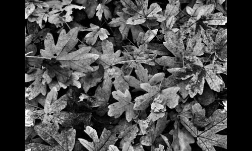 Full frame shot of leaves
