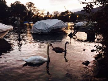 Swans swimming in lake during sunset