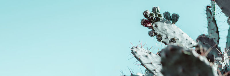 Low angle view of flowering plants against clear sky