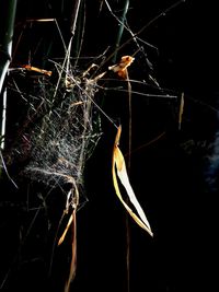 Close-up of spider and web against black background