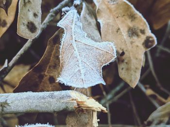 Close-up of dried maple leaves on tree during winter