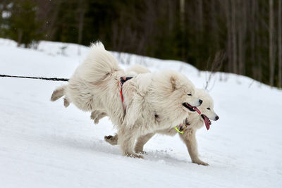 Dog running on snow covered land