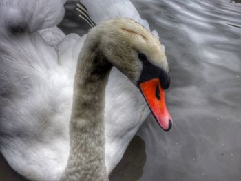 Close-up of swan