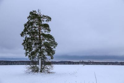 Tree on snow covered field against sky