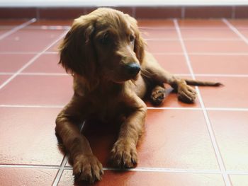 Portrait of dog sitting on tiled floor