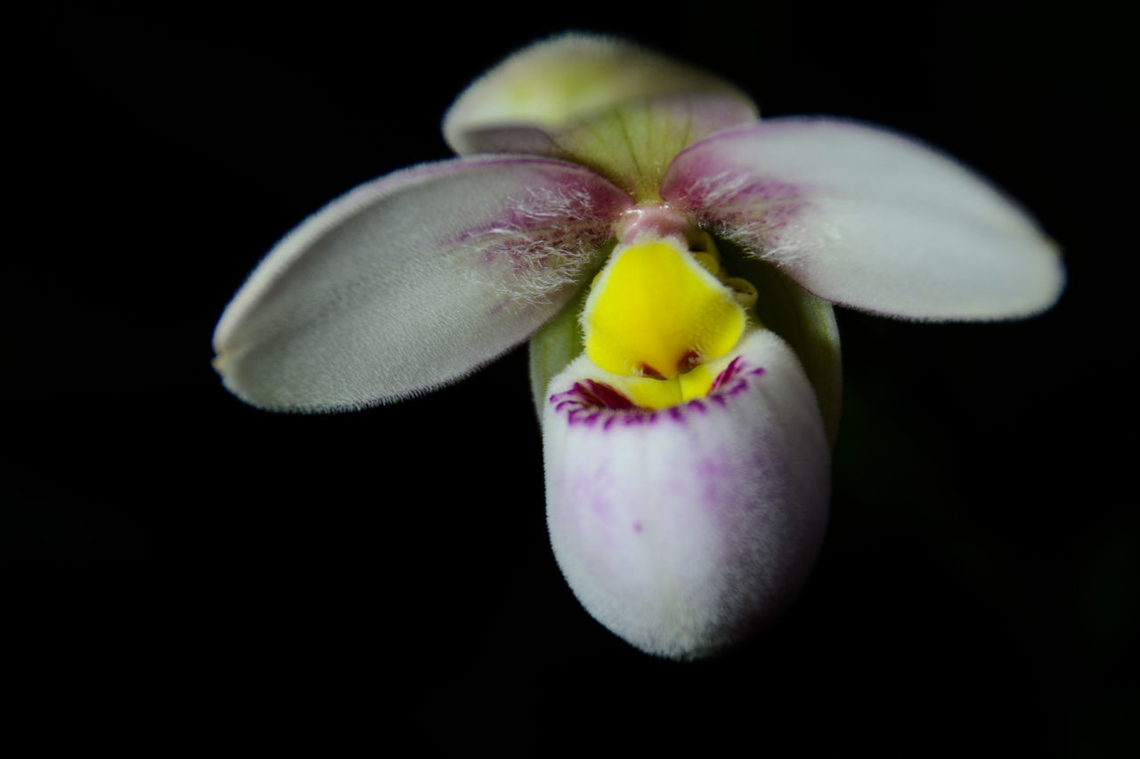 black background, studio shot, freshness, no people, petal, flower, growth, close-up, flower head, fragility, plant, beauty in nature, nature, day