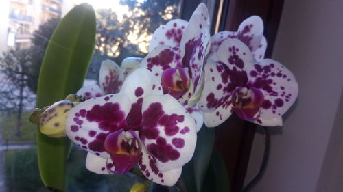 Close-up of flowers