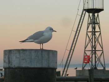 Low angle view of birds perching on wall