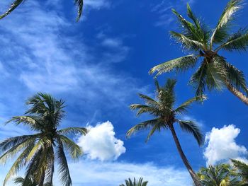 Low angle view of palm trees against blue sky