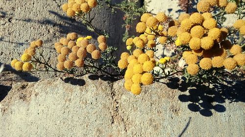 Close-up of yellow flowers