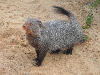 Close-up of lizard on sand