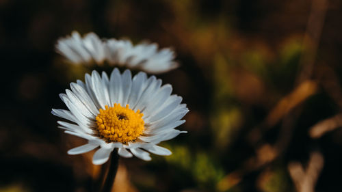Close-up of white daisy