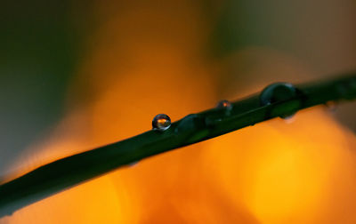 Close-up of water drops on metal fence during rainy season