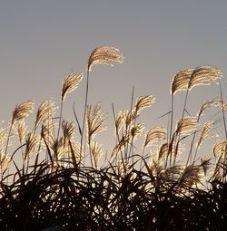 Low angle view of plants against clear sky