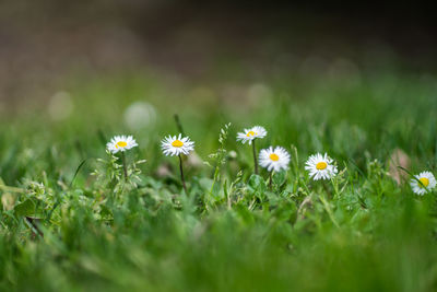 Close up of daisy flowers blooming in field