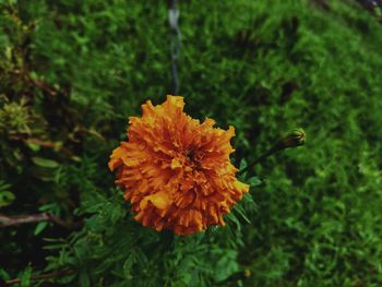 Close-up of orange marigold flower