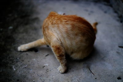 High angle view of cat sleeping on floor