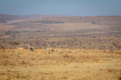 Flock of sheep on a field