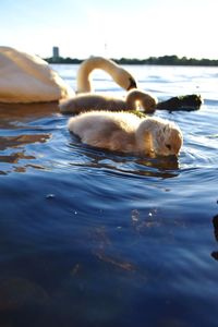 Close-up of duck swimming in lake