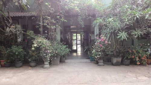 Potted plants on the wall