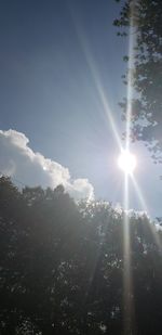 Low angle view of sunlight streaming through trees