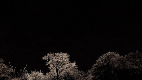 Fireworks against clear sky at night