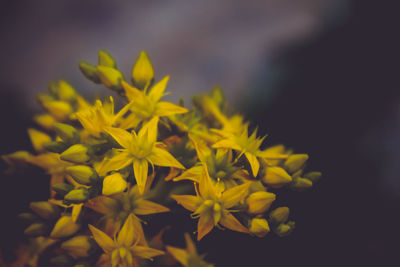 Close-up of yellow flowers blooming outdoors