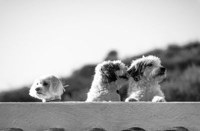 Close-up of dog sitting against sky