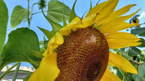 Close-up of sunflower on plant