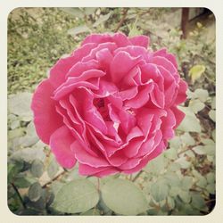 Close-up of pink flowers blooming outdoors