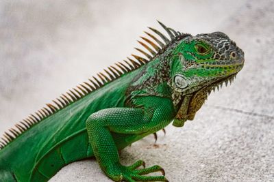 Close-up of a lizard