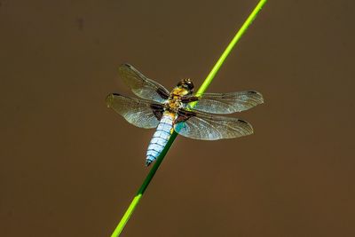 Close-up of damselfly on leaf