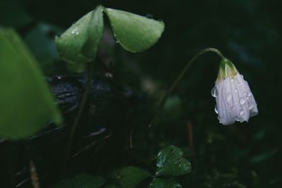 Close-up of flowers