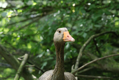 Close-up of a bird