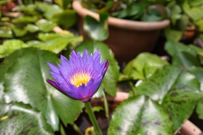 Close-up of purple flowers