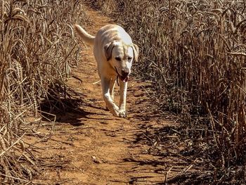 Dog on field